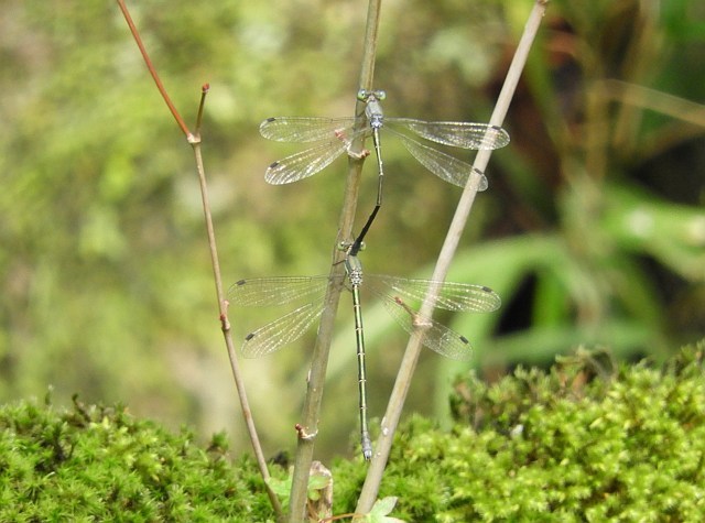 f0378979_21424436.jpg