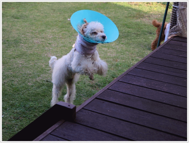 b0175688_20093236.gif