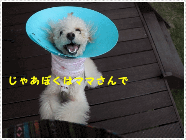 b0175688_20111624.gif