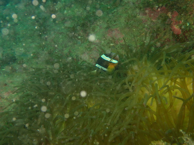e0115199_13522447.jpg