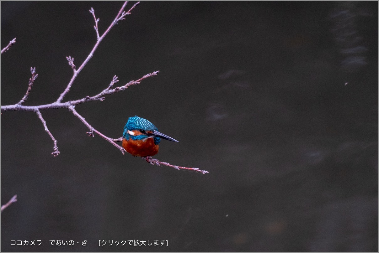 写真日記・多摩川探訪記-その121・小鳥の日/カワセミとモズ編・2018.11.10-①_c0336400_22565819.jpg