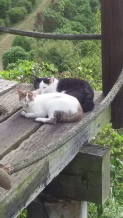 のら猫とひなたぼっこ_c0280108_06050466.jpg
