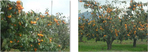 f0231709_10145403.gif