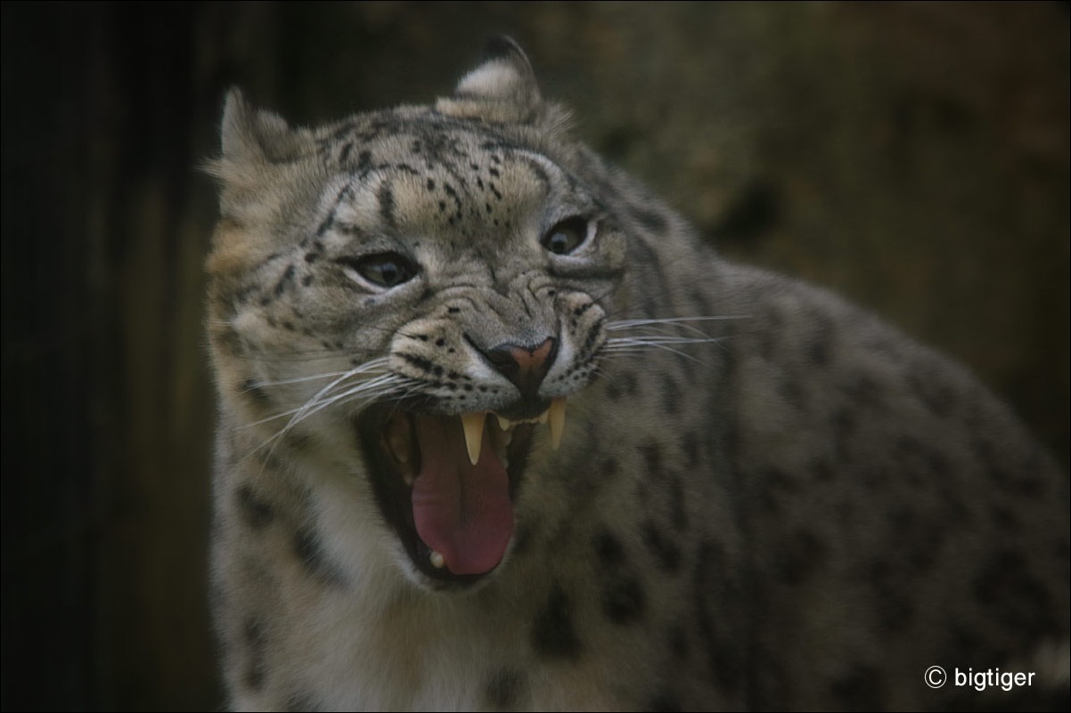 変顔 動物たち 光と影 変顔 動物たち 光と影