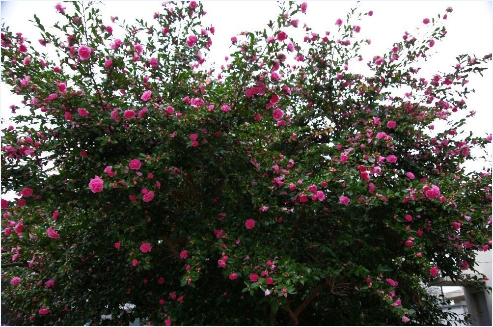 山茶花_c0352813_10070746.jpg