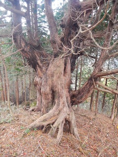 無名の大滝を越えて踏む無名ピーク…奥美濃・高地谷支流白倉谷_c0359615_20533183.jpg