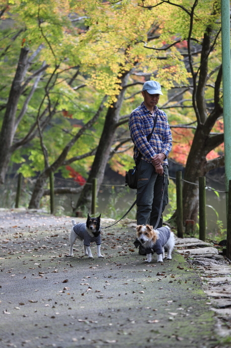 紅葉　in 泉自然公園③_d0168652_20084076.jpg