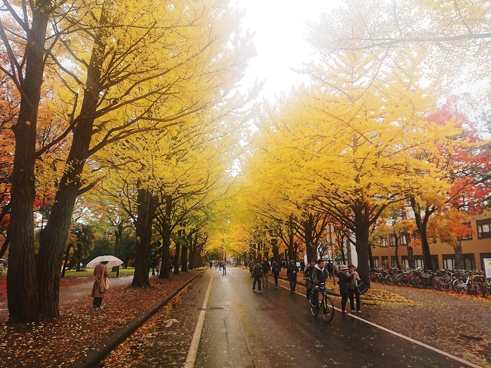 11月 北海道大学_d0039059_20021116.jpg