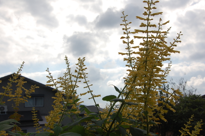 c0108460_17081795.jpg
