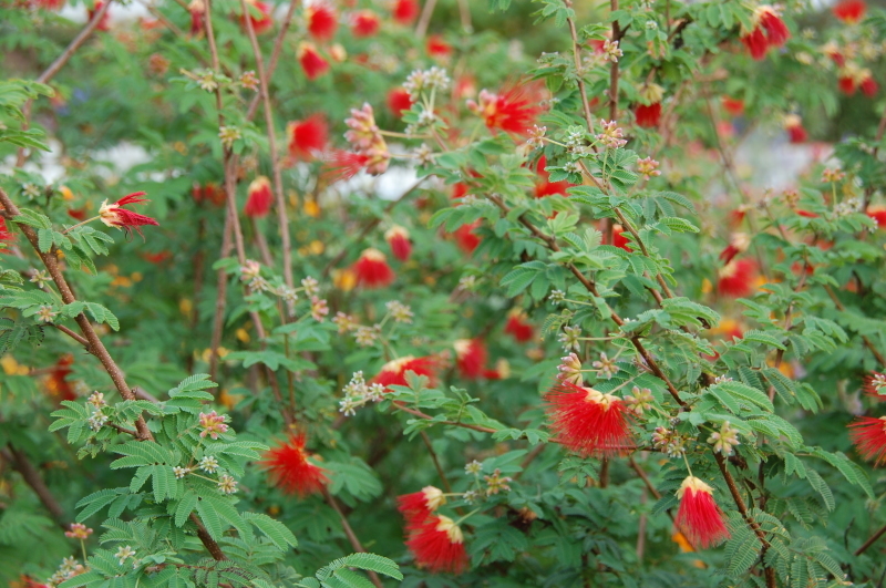 c0108460_17094569.jpg