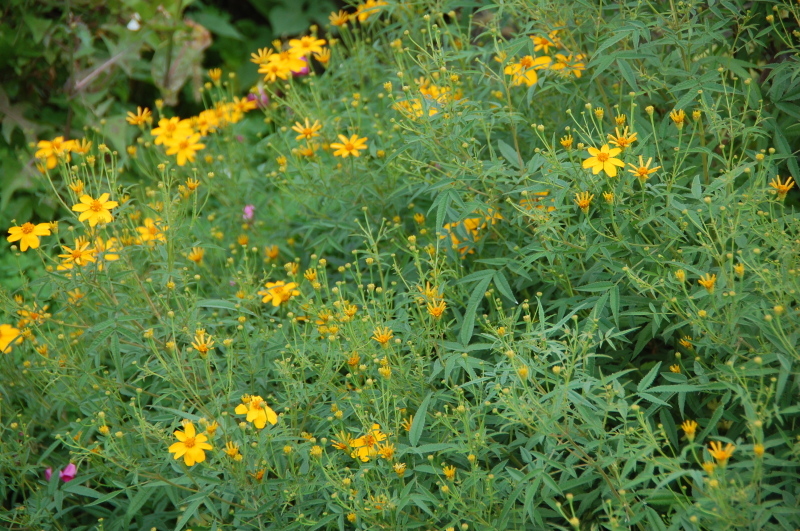c0108460_17105799.jpg