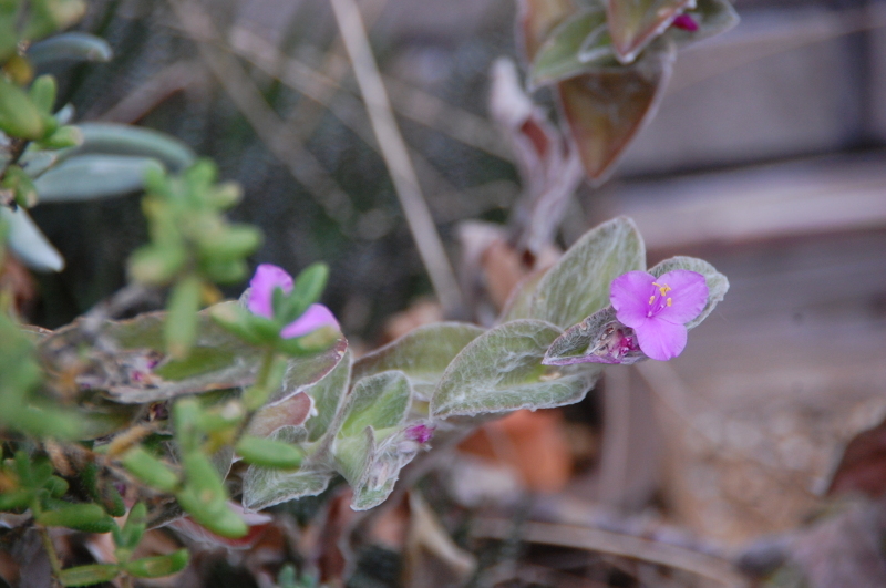 c0108460_17125950.jpg