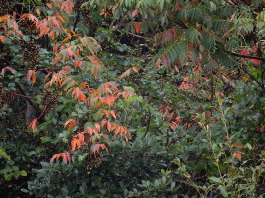 f0060461_11344223.jpg