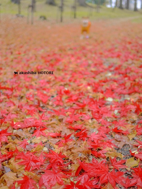 雨だから野付牛公園_f0150377_19495092.jpg