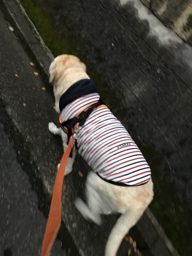 f0315081_17392579.jpeg