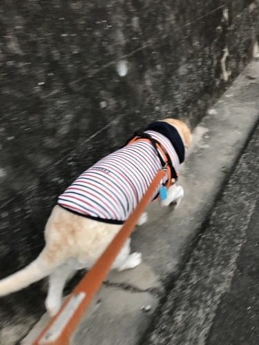 f0315081_17402974.jpeg