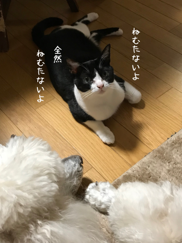 a0216583_19555556.png