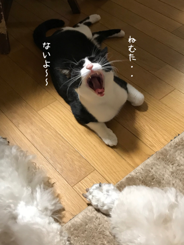 a0216583_19560585.png