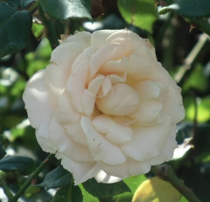 e0114588_21205102.jpg