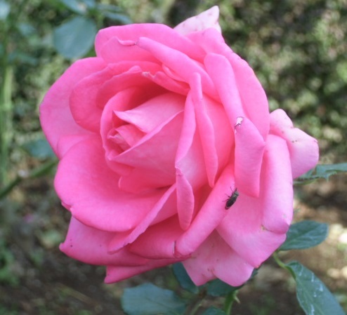 e0114588_21215930.jpg