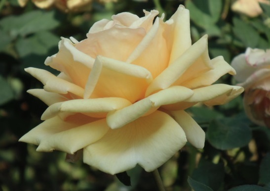 e0114588_21223746.jpg