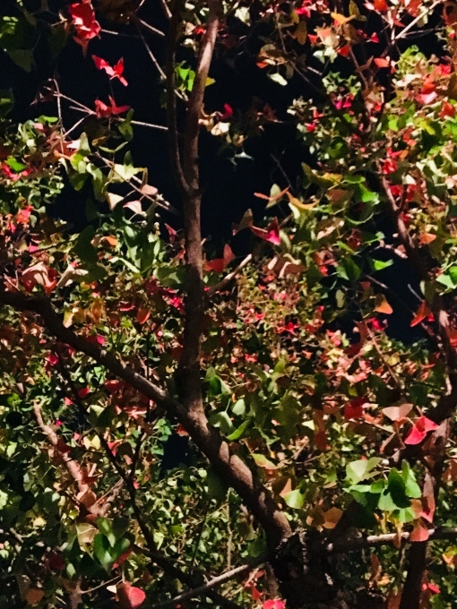 b0042190_23312930.jpeg