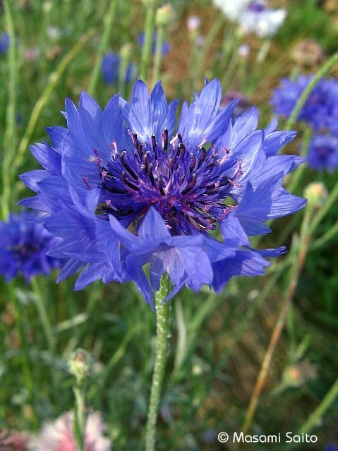 ヤグルマギク 矢車菊 草花と自然blog
