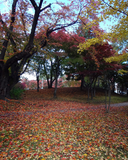 五能線、長四郎公園の小さな秋と、木造駅駅舎の風景など♪_a0136293_17264573.jpg