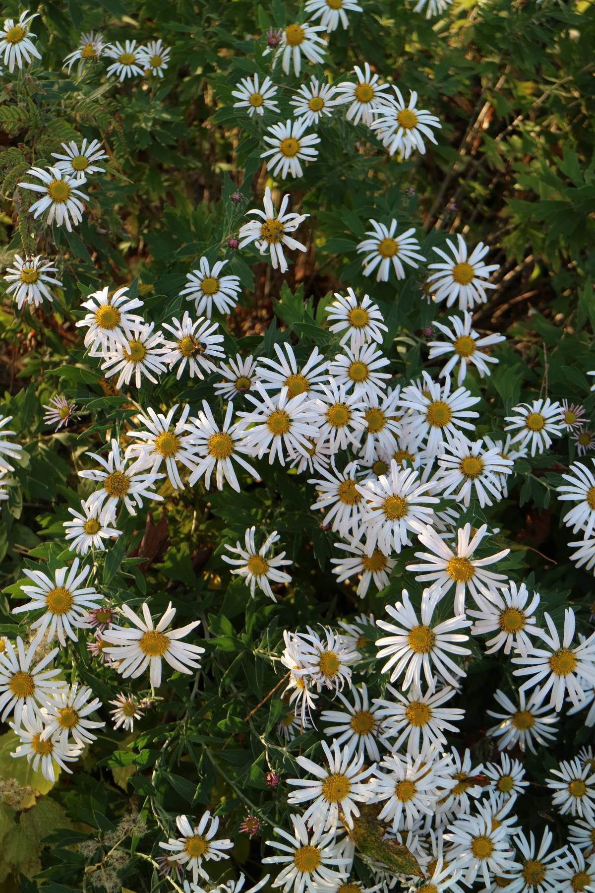 f0075595_18572021.jpg