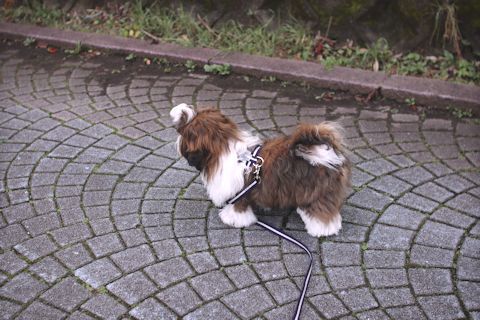c0090198_18463052.jpg