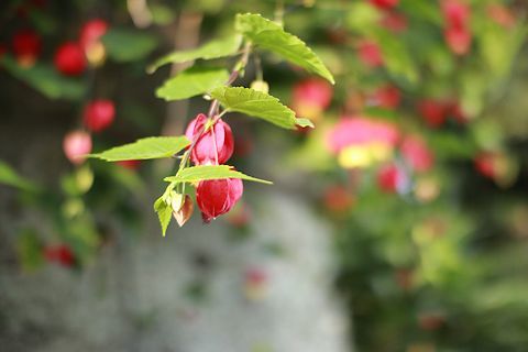 c0090198_18543144.jpg