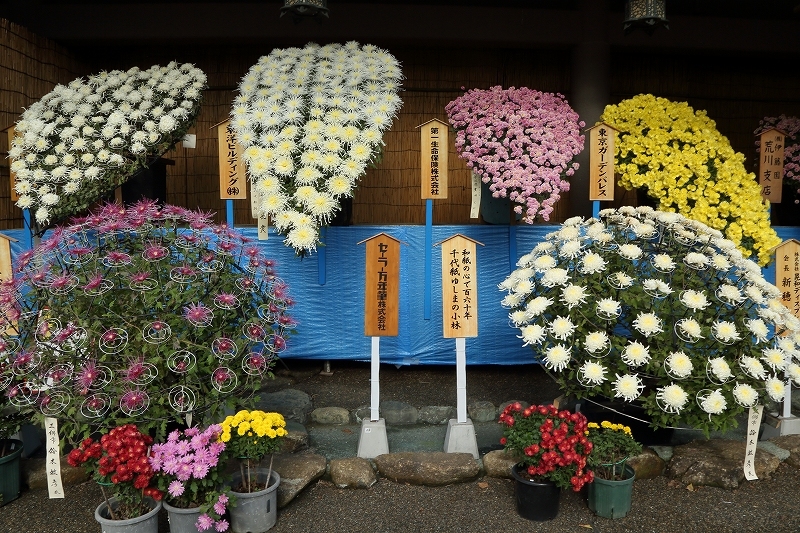 今年の菊人形は 西郷どん でした 文京区湯島天神 菊まつり 旅プラスの日記