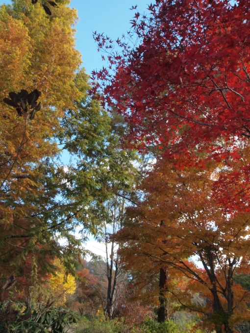 秋のガーデンに出かけよう･･･････長野 軽井沢レイクガーデン_b0331802_11375033.jpg