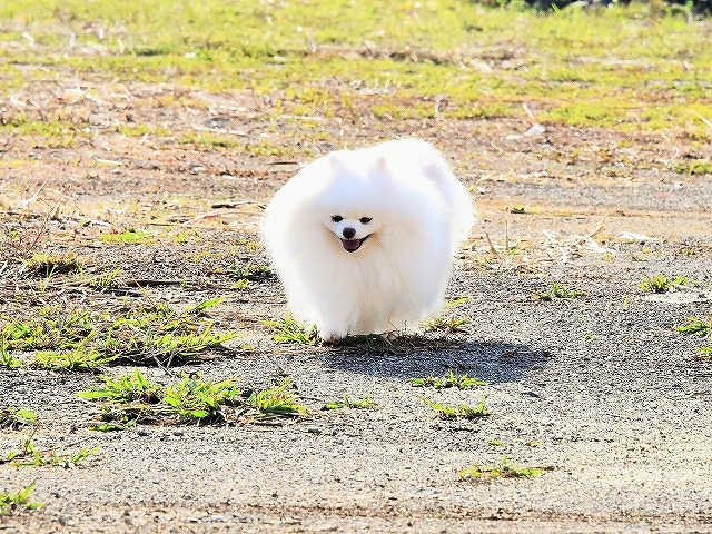 ゆきの庭_d0360206_00313828.jpg