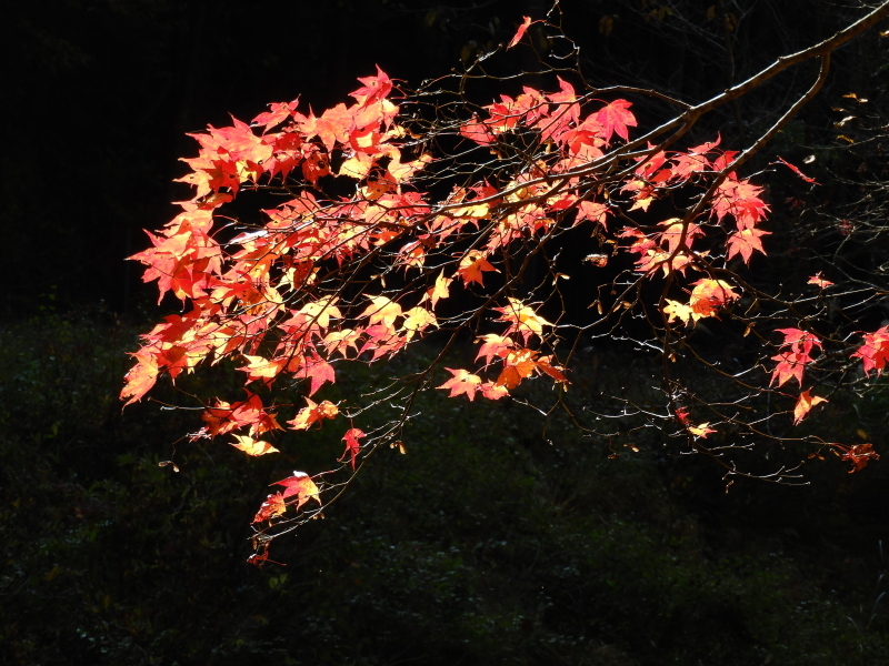 大悲山峰定寺_e0048413_21454868.jpg