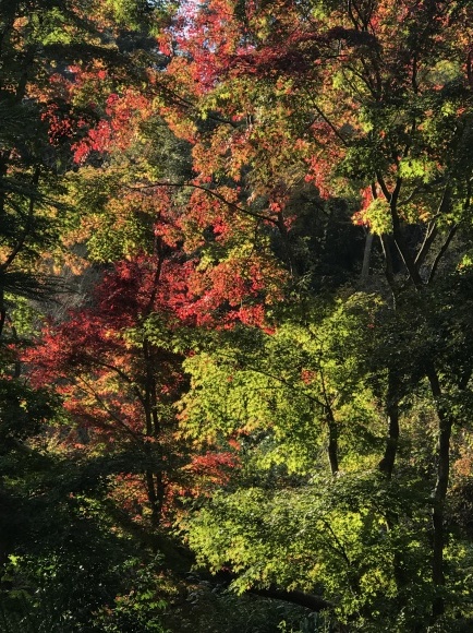 妙義山　紅葉_e0247013_10210671.jpg