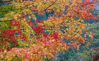 b0055215_18291256.jpg