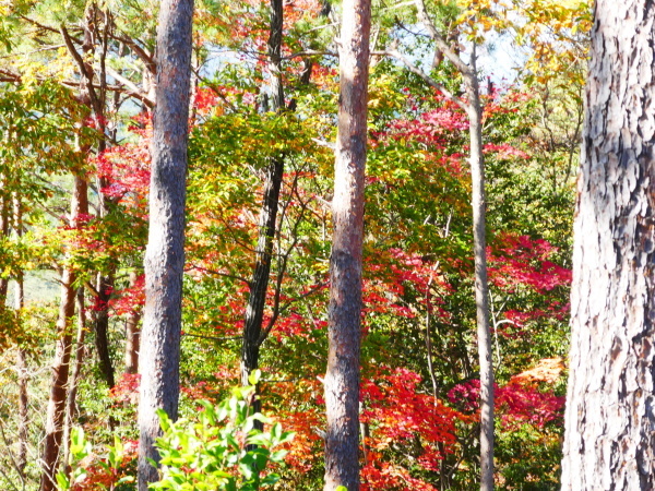 岐阜県八百津町の名峰　見行山 (905.1M)  登頂_d0170615_10174494.jpg