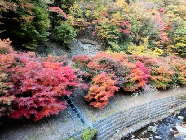 群馬・上野村　御巣鷹の尾根（日航123便墜落地）へ。（平成三十年十月三十日・二部③）_d0221319_17235514.jpg