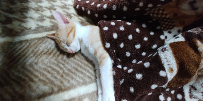 里親会後の猫ちゃん😺_d0233224_23563062.jpg