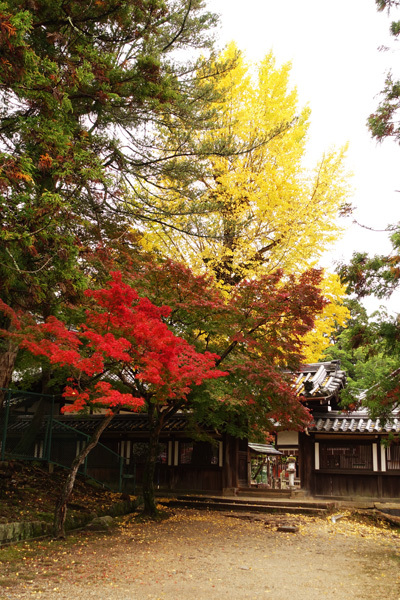 早朝の手向山八幡宮で紅葉と蟹を見た　2018_e0192725_21044945.jpg