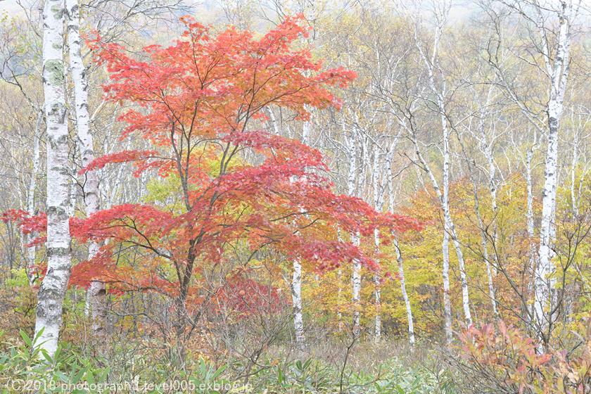 八千穂高原 白樺群生地 紅葉 2_e0362037_20385254.jpg