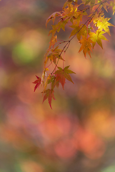 晴れの日＊紅葉 10_f0158043_22363883.jpg