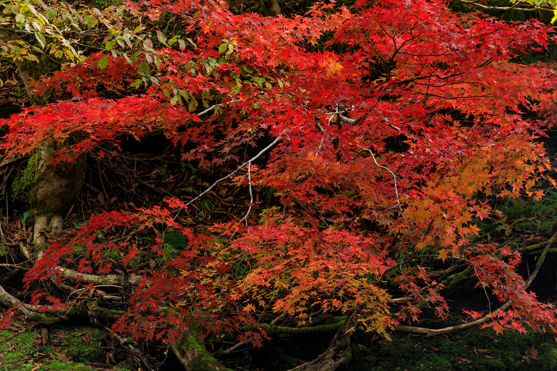 Opening！京の紅葉2018 山深き峰定寺の秋_f0155048_21223956.jpg