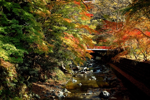 雲海人海、オヨ・オヨ！・・・坊村・明王院と奥山渓谷の紅葉_d0005250_16444814.jpg