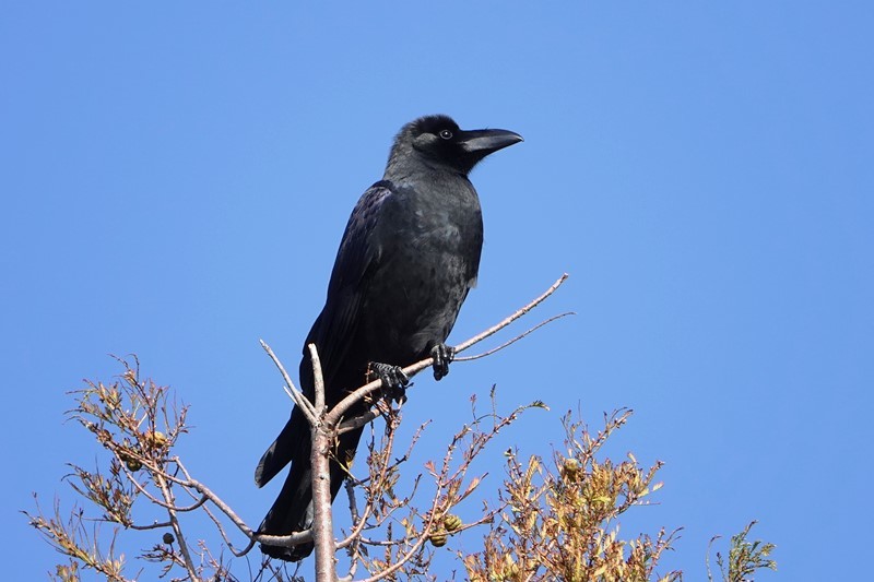 野鳥トレ　141　森林植物園_b0227552_20473060.jpg