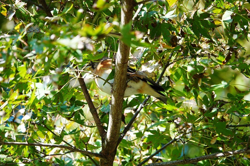 野鳥トレ　141　森林植物園_b0227552_20474150.jpg