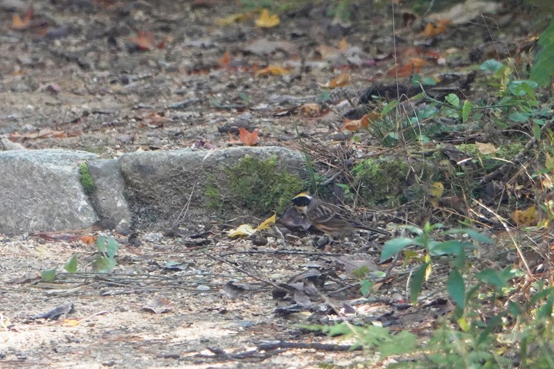 野鳥トレ　141　森林植物園_b0227552_20475383.jpg