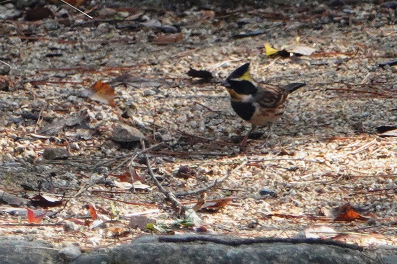 野鳥トレ　141　森林植物園_b0227552_20480578.jpg