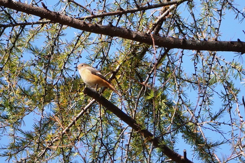 野鳥トレ　141　森林植物園_b0227552_20481686.jpg